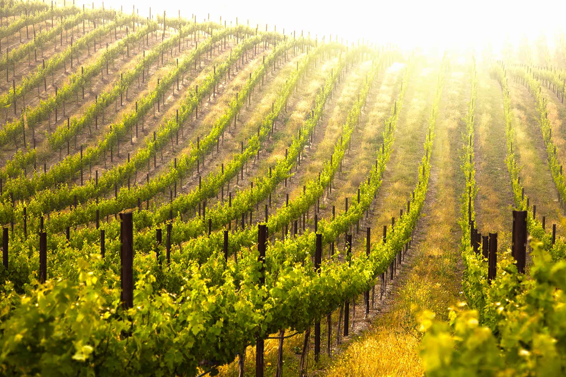 Le strade del vino